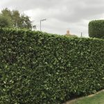 Hedge Cutting Milton Keynes