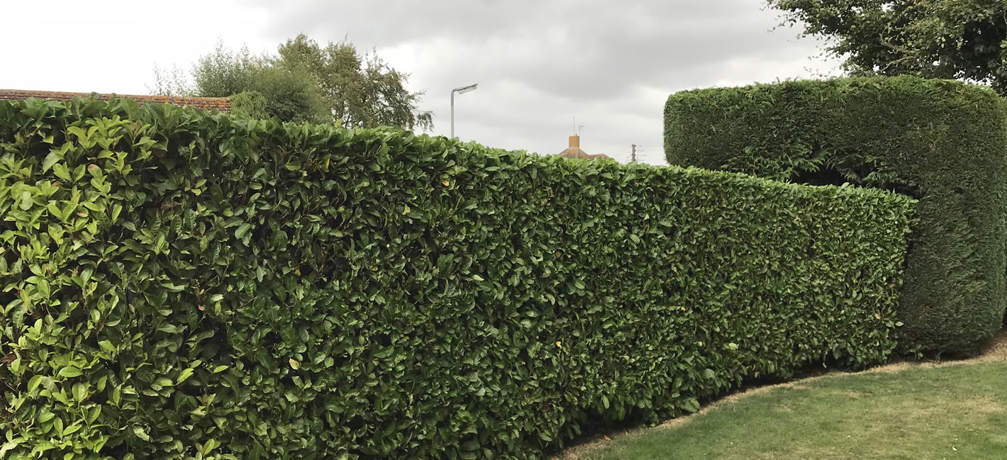 Hedge Cutting Milton Keynes
